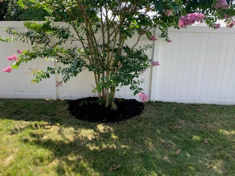 Crepe myrtle in bloom with a mulched ring beside a white vinyl fence