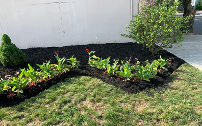 Fresh black mulch bed with cannas and red-flowering plants along a white wall